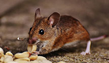 24 Hour & Emergency Exterminators in Galveston, KY